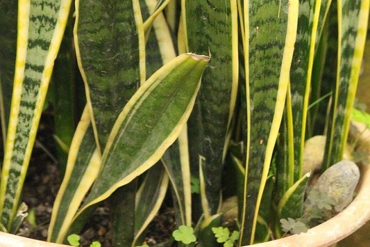 5 Gorgeous Plants That Hardly Need Water (And Make Your Home Look Amazing)